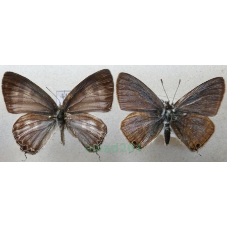 Lampides boeticus (Linnaeus, 1767) pair Modrogończyk białopręgi Croatia44l